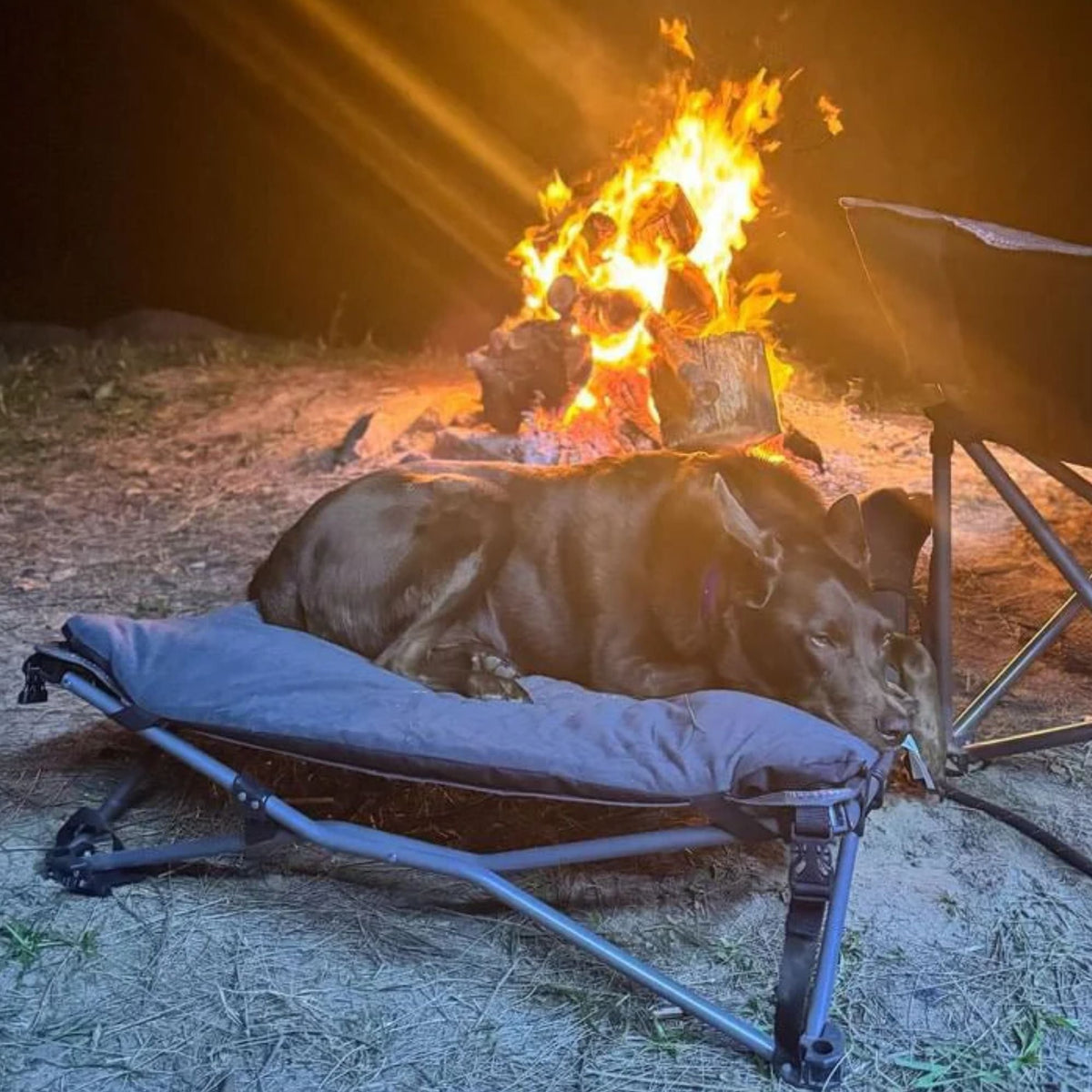 Wildtrak Deluxe Folding Pet Camp Bed with Removable Cover - view 6